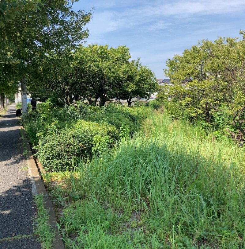 八王子市　土地売却　伐根